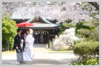 桜満開の姫路神社です。